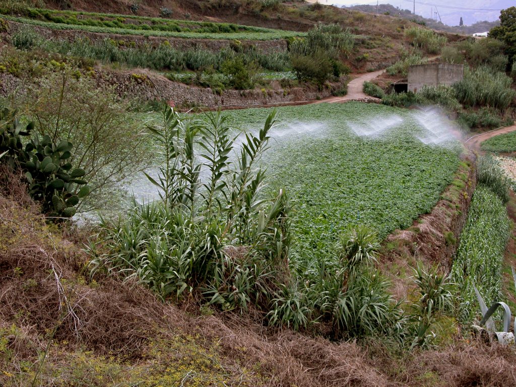 Canarias convoca las ayudas al agua de riego por 8 millones de euros